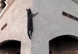 gatto scala palazzo